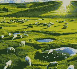 养羊与养牛的前景