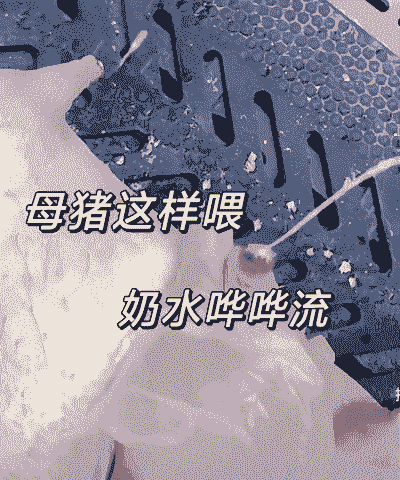 母猪产后第一顿喂料