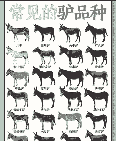 养牛养羊和养驴哪种好养