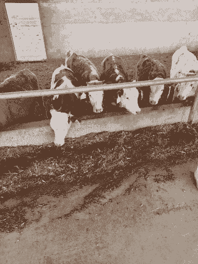 养牛养羊能在村里吗