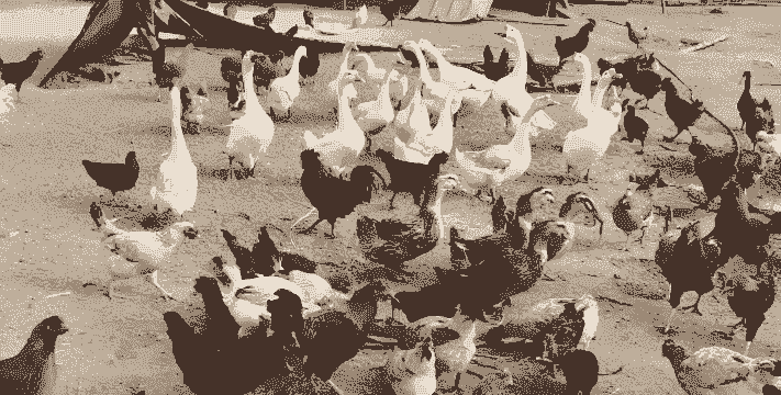 养鸡养鸭养鹅养牛养羊养狗