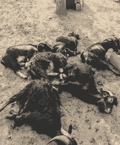 农村养狗养羊养牛违法吗