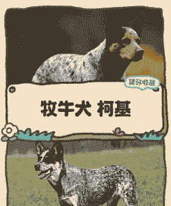 养羊养牛养什么犬种好