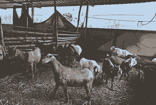 家庭养牛养什么羊好养些