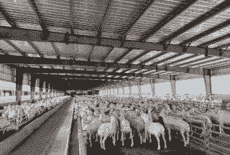 养羊养兔子和养牛哪个好