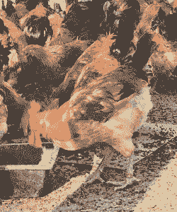 养牛养羊养公鸡好不好