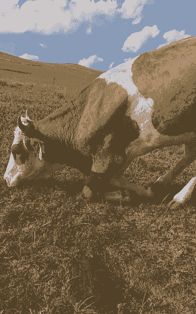 农村养羊好还是养牛好