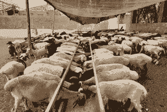 新疆养牛还是养羊挣钱呢