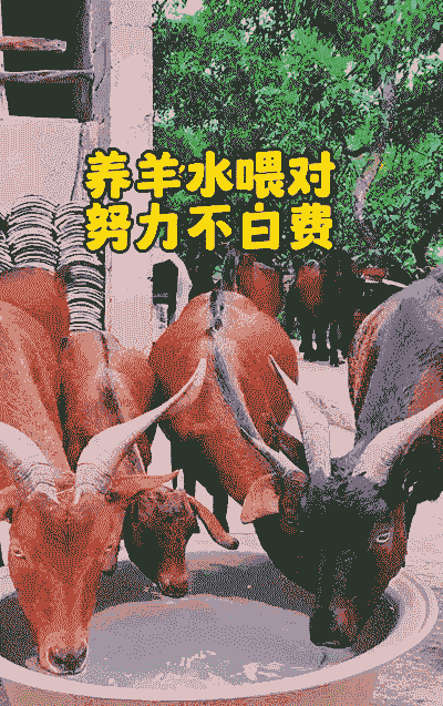 湖南养羊好还是养牛好