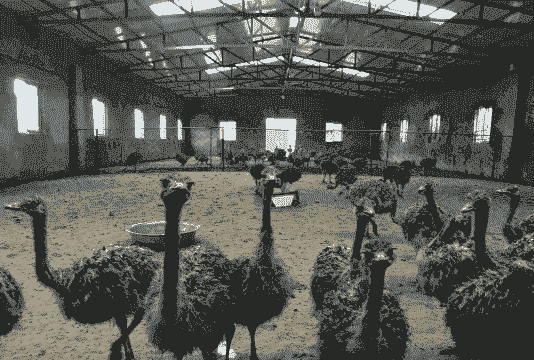 养羊养牛养鸵鸟好不好呢