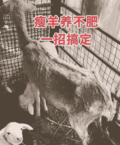 哪种人不宜养牛养猪养羊