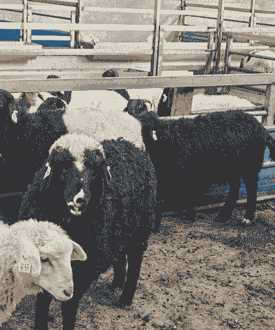 养牛养羊都可以养什么品种