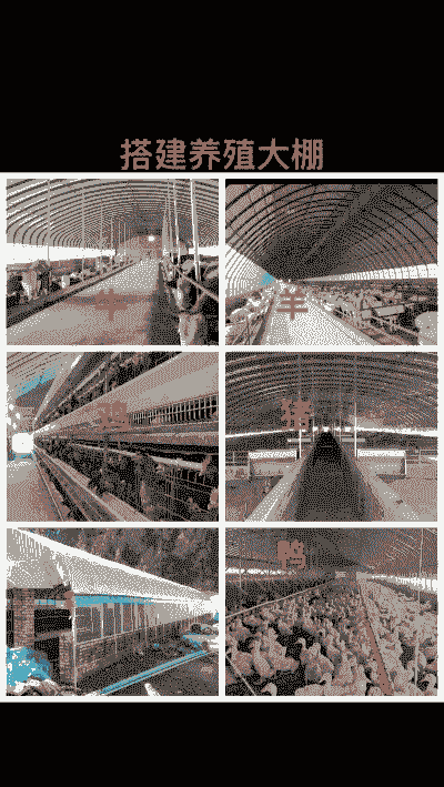 大棚养牛好还是养羊好