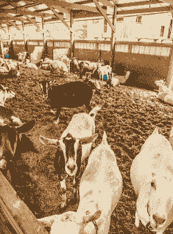 养羊和养牛哪个危险大