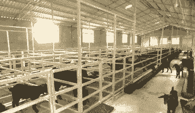 福鼎哪里可以养牛养羊呢