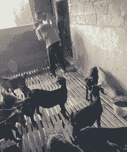 养牛前景好还是养羊好