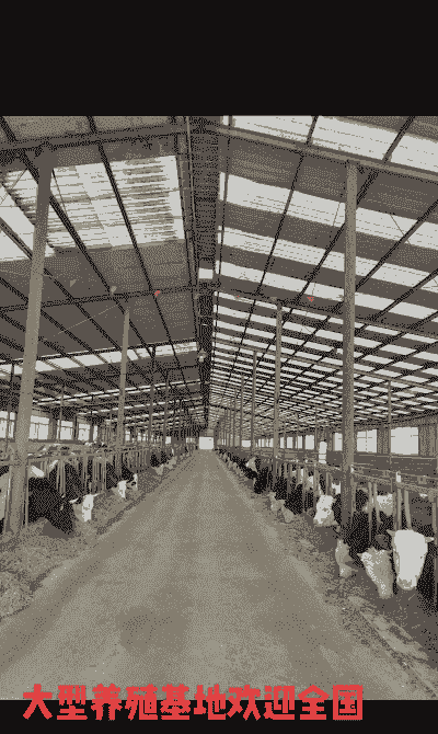 辽阳养羊养牛场在哪