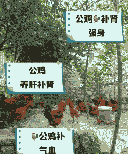 养牛养羊养公鸡好不好呢