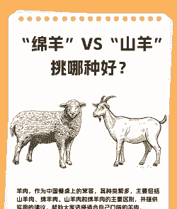 养殖养羊好还是养牛好
