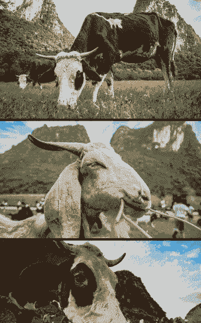 山地放养牛好还是养羊