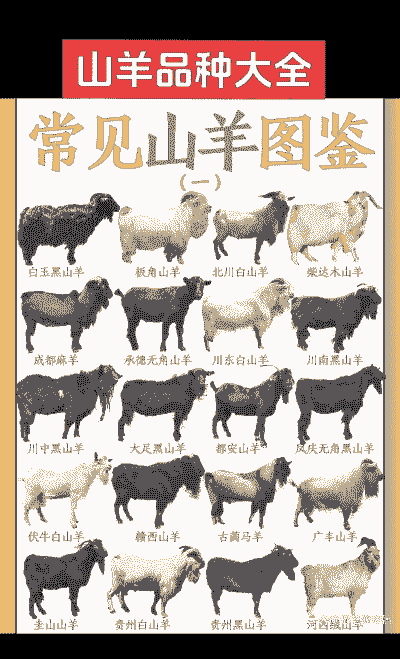 养牛养羊统称什么名字