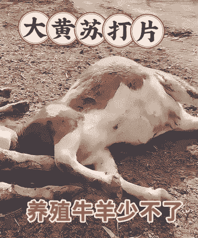 在农村养牛还能养羊吗