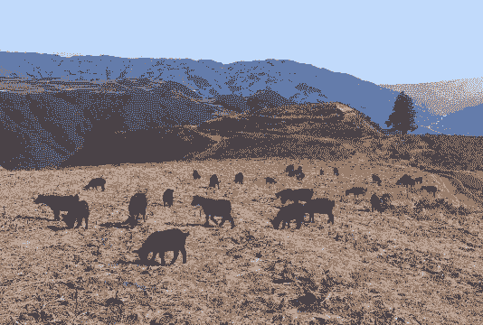 云南养牛养羊基地在哪里