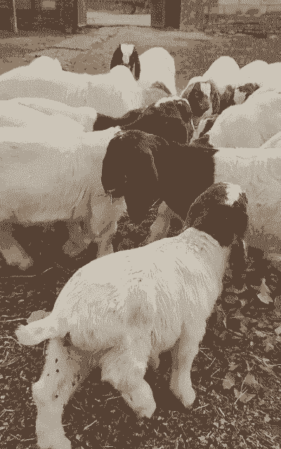 哪些猪企养牛养羊好呢