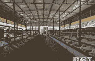 当今养牛好还是养羊好