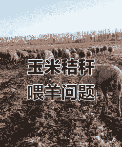 玉米秸秆怎样养牛养羊呢