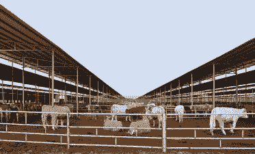 柘城养牛养羊基地在哪里