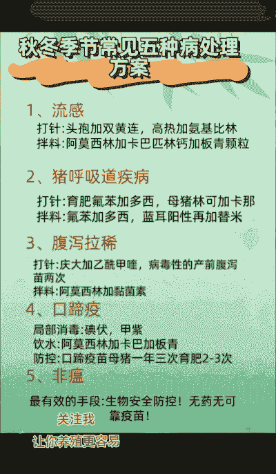 母猪生产后如何治疗感冒