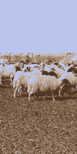 回农村养牛养什么羊好呢