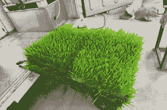 养牛养羊用什么牧草好