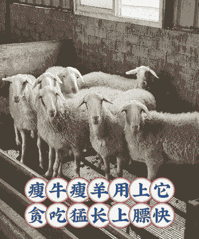 河南养羊和养牛哪个好