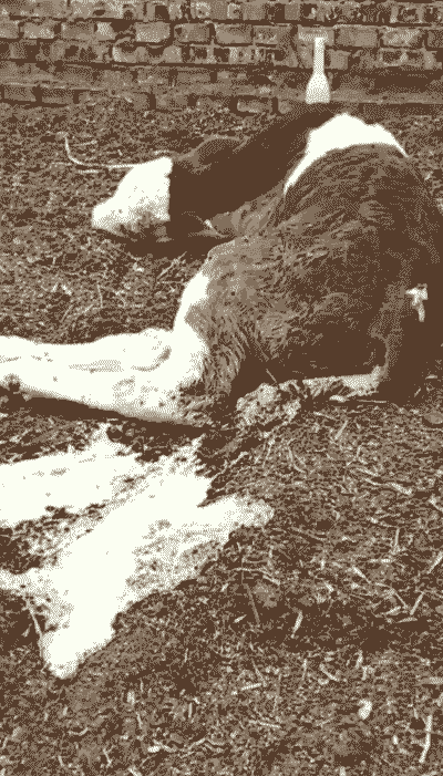 养牛养羊的后果有哪些