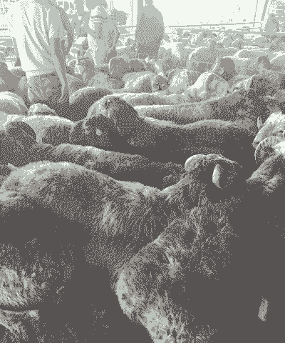 新疆养牛与养羊哪个好点