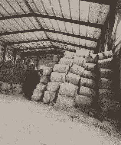 养牛养羊喂什么草料好