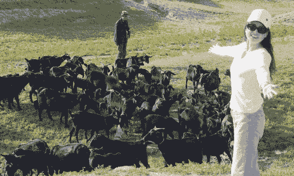 养羊养牛的人也很多吗