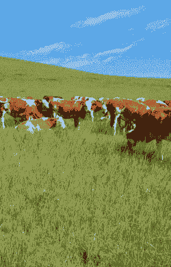 内蒙古养牛还是养羊