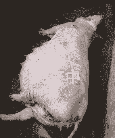 一头产后母猪多重