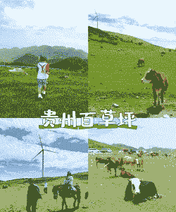 贵州适合养牛还是养羊