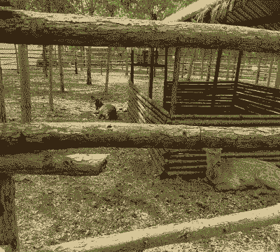 养鸡养羊好还是养牛好