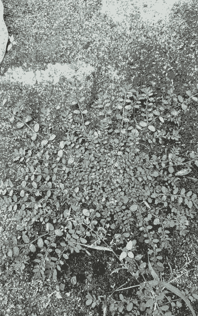 养牛养羊用什么草药治病