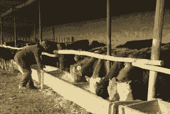 养羊加养牛一起养