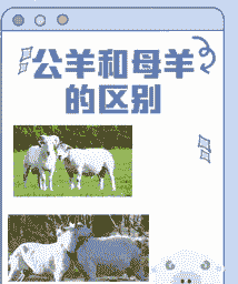 是养羊麻烦还是养牛麻烦