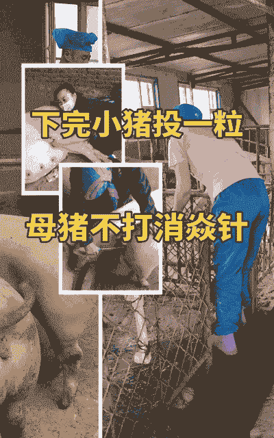 产后母猪多少天打猪瘟