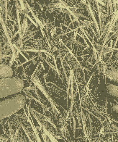 养牛养羊种什么草好