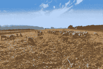 种植青草养牛养羊赚钱吗