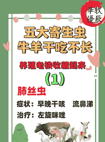 养羊与养牛哪个好干